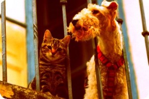 cani-e-Gatti
